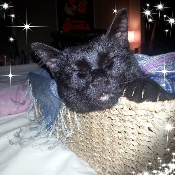 Meet your Posher, Alexis - Picture 1 of 1